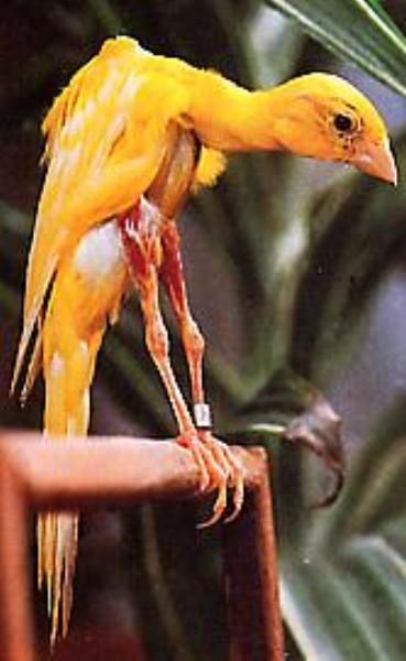 Canario Rizado Gibber Italicus CABEZA Y CUELLO DEL CANARIO RIZADO GIBBER ITALICUS Cabeza: Serpentiforme, pequeña, cubierto de plumas lisas. Con pico proporcionado.