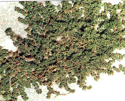 Fig. 5: Euphorbia serpens