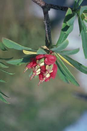 Fig. 13: Euphorbia