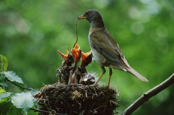 BIRDS Adult birds find food for their babies until they cay find their own food Los