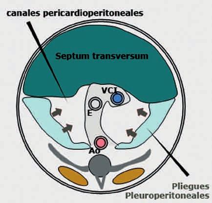 Mrio Sntmrin et l. Fig. 3. Desrrollo del difrgm. El septum trnsversum sepr prcilmente l cvidd torácic de l dominl, dejándols comunicds entre sí por los cnles pericrdioperitoneles.