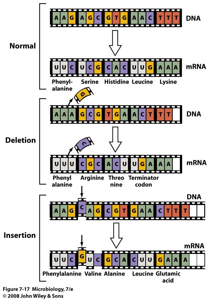 Mutación por remoción: Implica la remoción de un nucleótido(s) del ADN