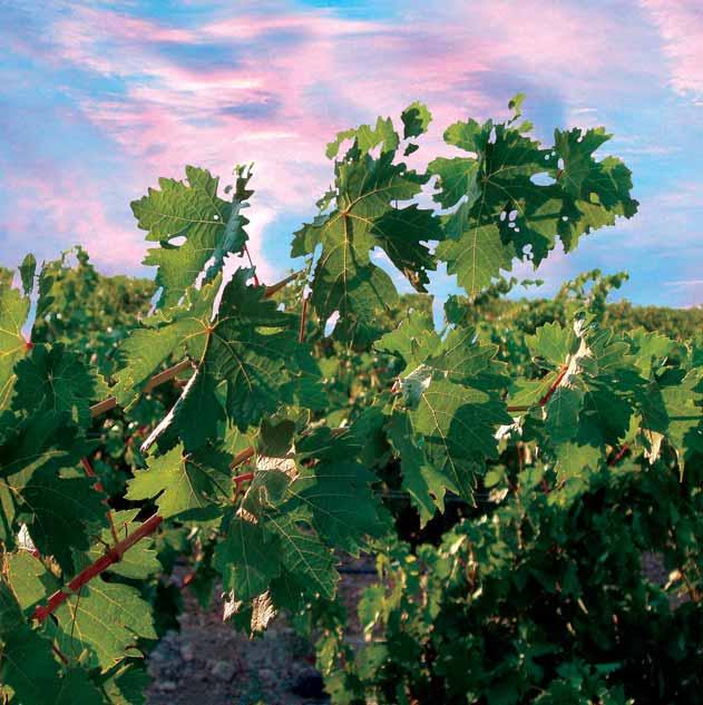 La calidad del vino comienza con el abono 5 El objetivo principal de la nutrición moderna de las vides consiste en optimizar el abonado en armonía con la fertilidad del suelo, el rendimiento y la