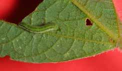 medidora) Heliothis virescens (Oruga capullera) Crocidosema aporema (Barrenador