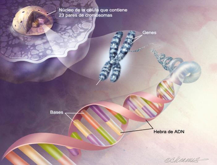 La Herencia Compleja de la Esquizofrenia: Genes & Ambiente GENES/ Origen