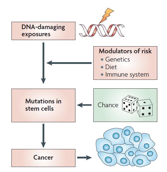 Cáncer : loteria - el desarrollo del cáncer depende de varios factores: - tendencias genéticas (alelos que predisponen al cáncer) - exposición a factores ambientales (radiación UV;