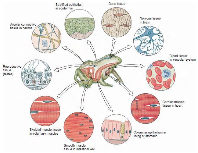 Multicelularidad - organismos multicelulares (especialmente animales, hongos y plantas) son comunidades de células que cooperan entre si y funcionan como un