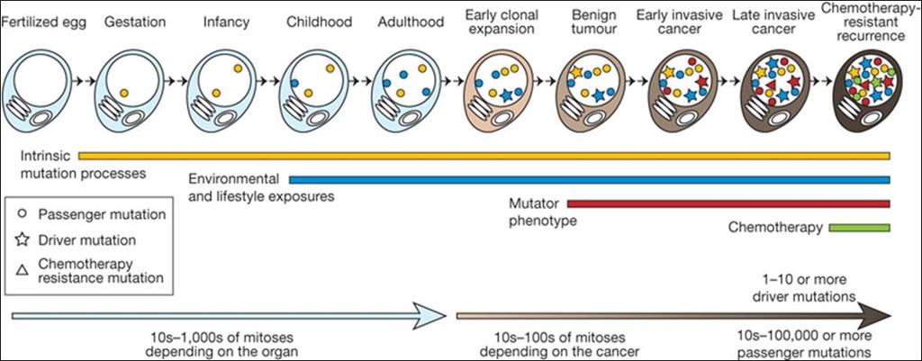 Cáncer : mutaciones - acumulación de mutaciones en el linaje celular: algunas mutaciones son importantes para la progresión tumoral, otras no - passenger mutations son mutaciones neutrales