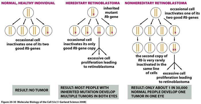 Cáncer : genes supresores de tumores