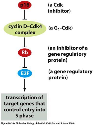 Cáncer : genes supresores de tumores - Rb regula negativamente la entrada en fase S (replicación de DNA) del ciclo celular - Rb se une y inhibe el factor de transcripción