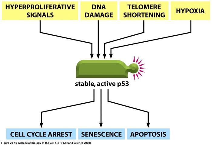 Cáncer : genes supresores de tumores - p53 es un supresor de tumores que actua como sensor de stress celular - p53 se une al DNA y induce directamente la