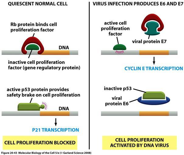 Cáncer : virus de DNA - la proteina viral E7 secuestra Rb, lo que activa la fase S - la proteina