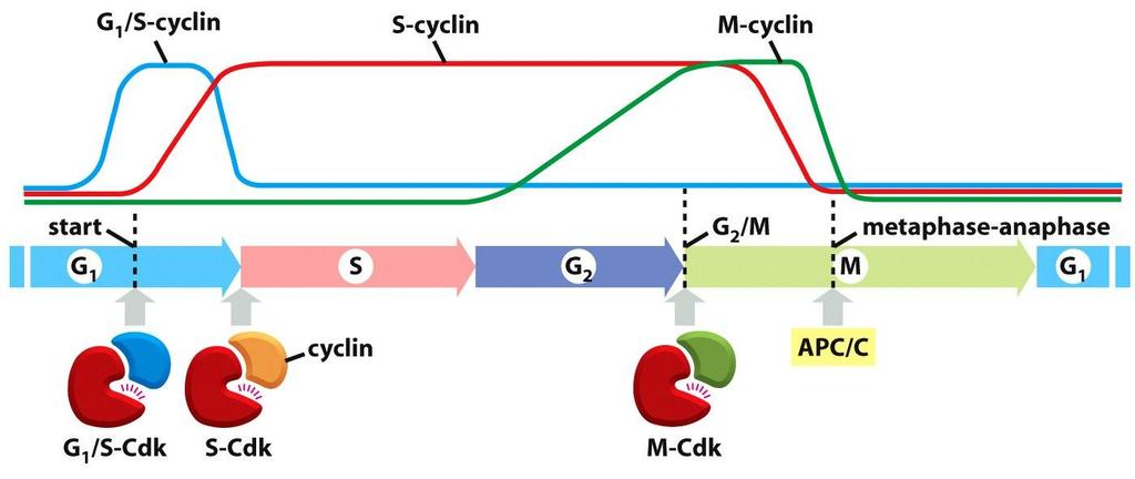 Tipos principales de Ciclinas Ciclinas G 1 /S: promueven el crecimento de la célula y la preparan para la replicación de su DNA Ciclinas S: