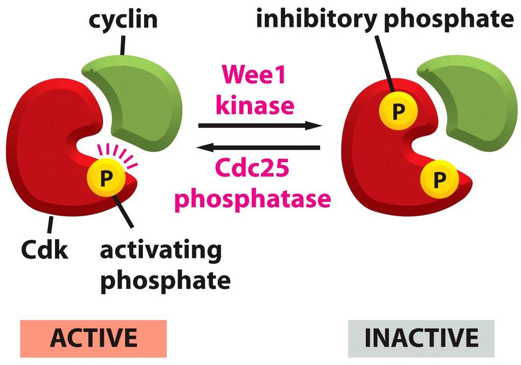 Fosforilación inhibitoria Fosforilación de los residuos de tirosina 15 en levaduras o treonina 14 en