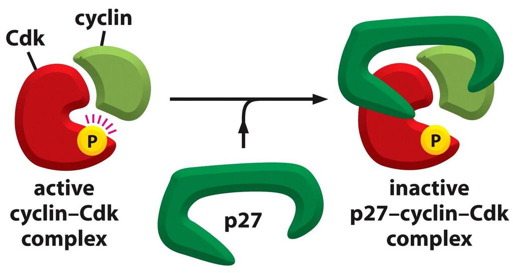 Proteínas que inhiben la actividad de los complejos Ciclina/CDK Los complejos Cdk/ciclina también pueden ser regulados por la unión a proteínas inhibidoras llamadas CKIs, en