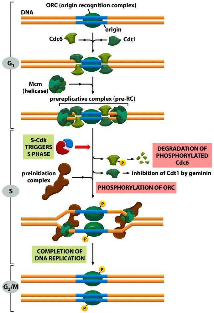 Regulación de la replicación del DNA Complejo
