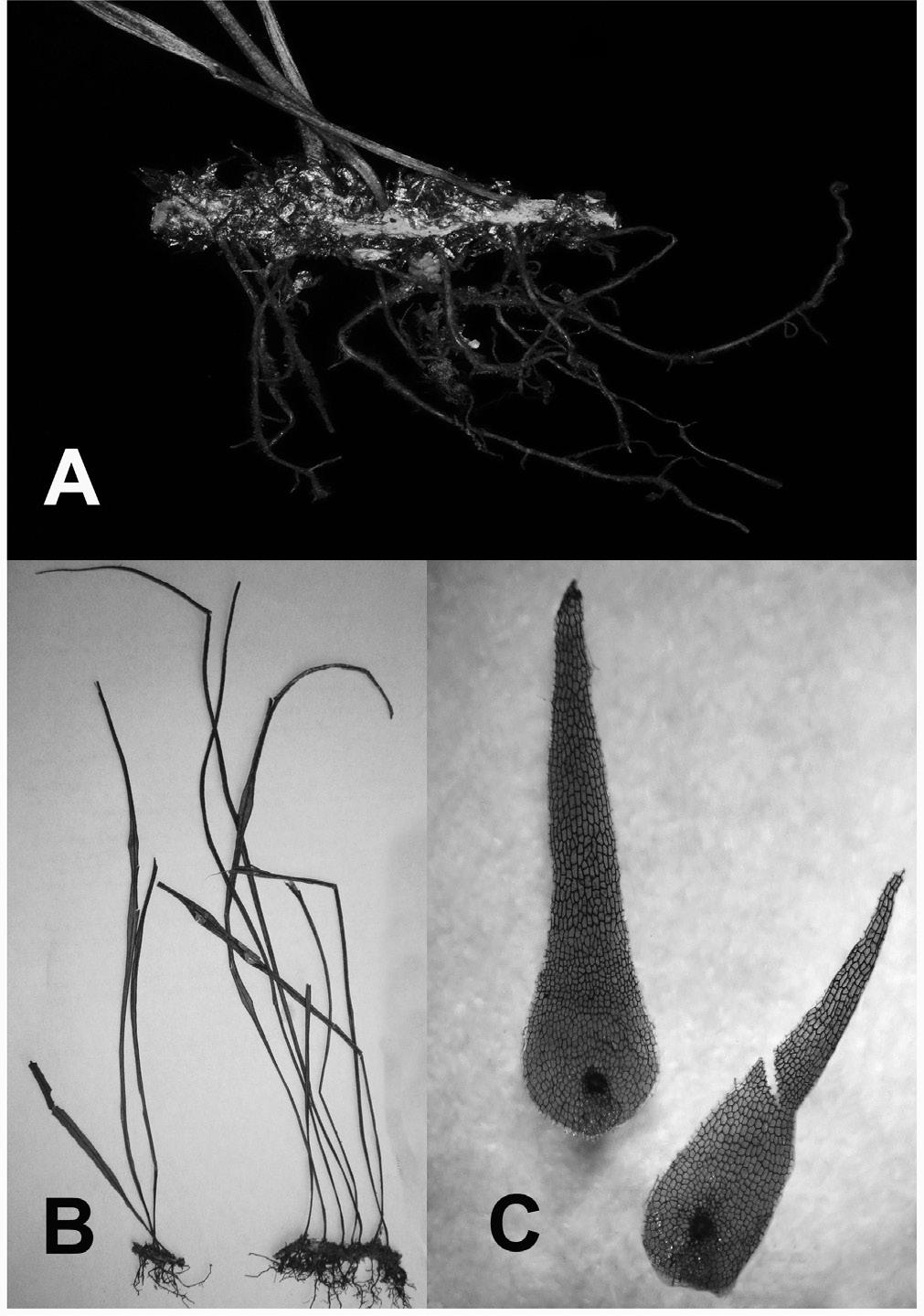 BONPLANDIA 24(2). 2015 Fig. 7. Campyloneurum angustipaleatum. A: Rizoma. B: Planta. C: Escamas rizomáticas (4,5 mm long.) (Martín 140, MCNS). Bolivia y Argentina (Sundue et al. 2010).