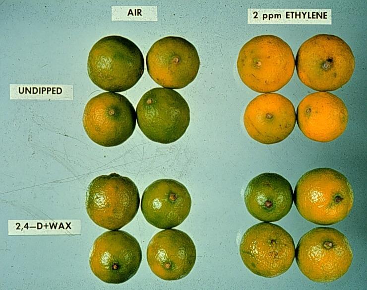 Mejorar el color Cítricos (frutas no climatéricas) Cambio