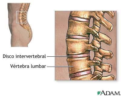 1. Anatomía de la espalda Hay cinco vértebras lumbares ubicadas en la parte baja de la espalda.