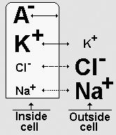 Interior Exterior Figura 1. Distribución de iones en los medios intra y extra celular. Fuente: http://www.monografias.com/trabajos27/biomedica/image997. Actividades de autoaprendizaje.