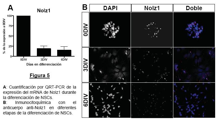 3. La sobre-expresión de Nolz1 en neuroesferas afecta negativamente a su capacidad proliferativa y autorenovadora.