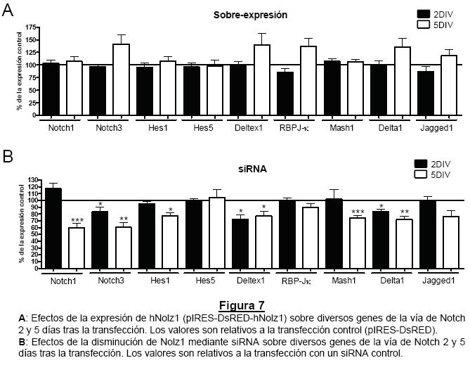 destacar que los genes que más incrementan a 5DIV coinciden con los primeros en disminuir en respuesta al sirna.
