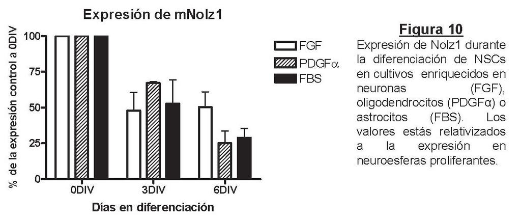 La presencia de FGF promueve la aparición de neuronas en cultivo a la vez que inhibe la diferenciación a astrocitos (Ito et al., 2003).