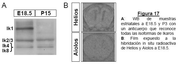 9. Ikaros1 se expresa selectivamente en neuronas encefalinérgicas del núcleo estriado durante el desarrollo.