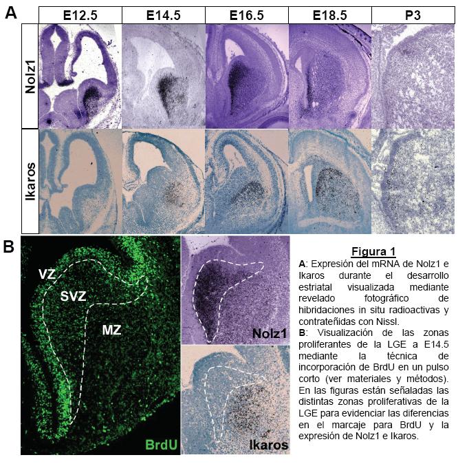 1. Durante el desarrollo del núcleo estriado Nolz1 se expresa en precursores neurales de la SVZ y el manto, mientras que la expresión de Ikaros está restringida a células postmitóticas en la zona del