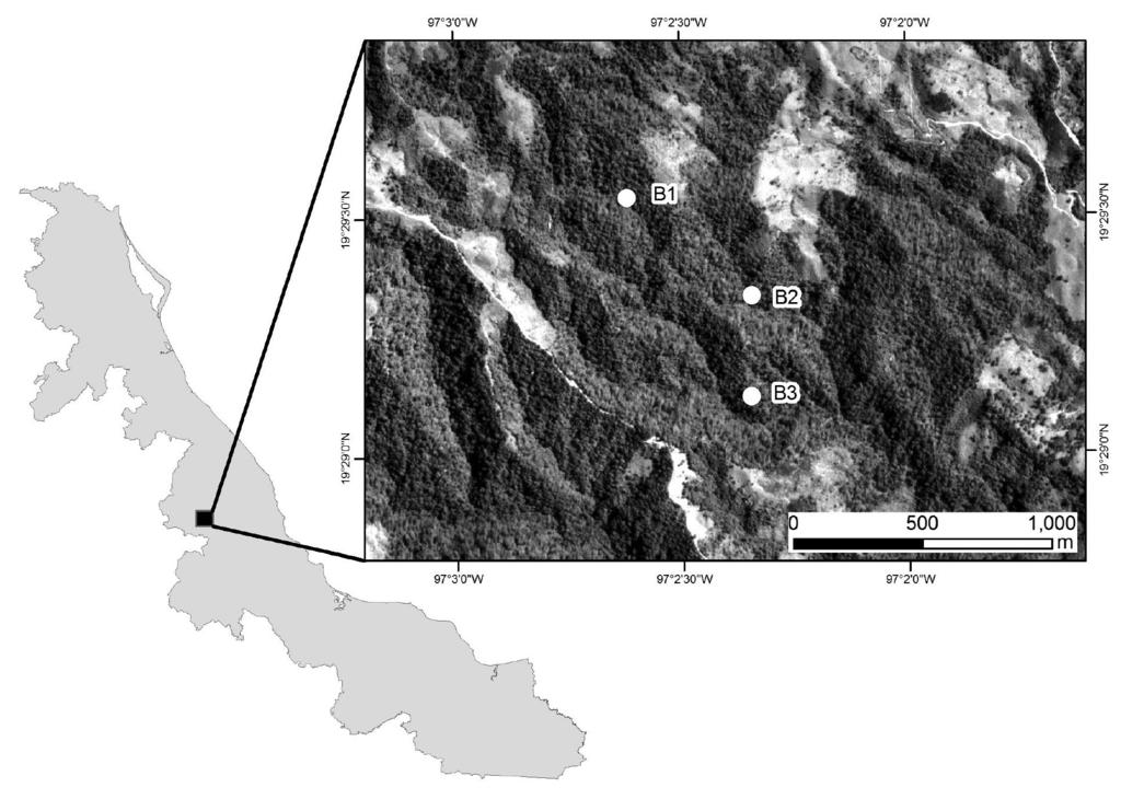 GARCÍA-FRANCO ET AL. tos humanos (Williams-Linera, 1993). La franja de BMM se encuentra entre 1200-2100 m.s.n.m. en lomeríos con suelos volcánicos con una gran heterogeneidad topográfica y ambiental.