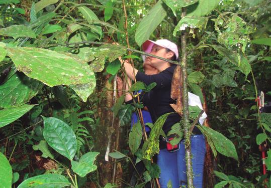 Inventario florístico del bosque que rodea a la laguna en la Estación Biológica Pindo Mirador Pastaza-Ecuador.