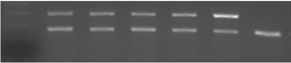 PCR Competitivo o PCR Mimic Overexpression of