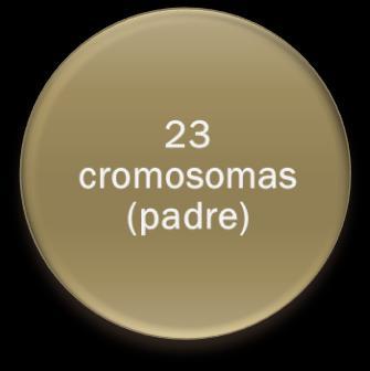 3.1. DÓNDE ESTÁN LOS GENES? Todas las células tienen 23 pares de cromosomas excepto los gametos (células sexuales: óvulo y espermatozoide) que tienen 23 cromosomas FENOTIPO.