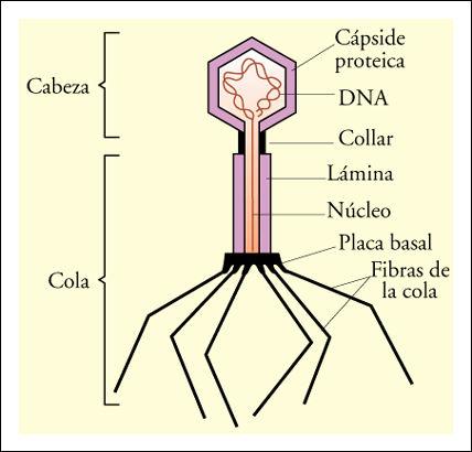 Bacteriófagos El cromosoma lambda es lineal de aprox.