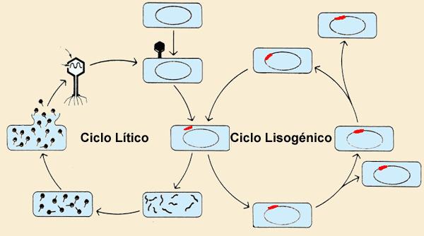 Bacteriófago se replica mediante un ciclo lítico.