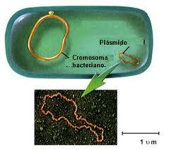 BAC (Cromosomas ar>ficiales bacterianos) Grandes plásmidos de bajos números de copias.