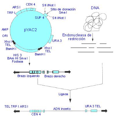 Cromosomas ar>ficiales de levaduras (YAC) O Pequeños plásmidos que han crecido en E.coli y han sido insertados en células de levaduras.