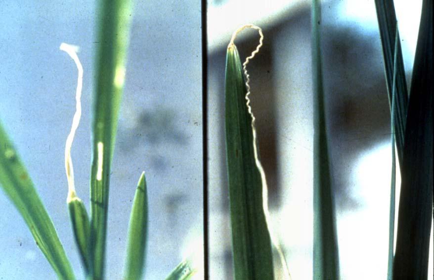 Al eclosionar el huevo las larvas perforan la lámina foliar y se alimentan del tejido esponjoso, dejando en él cicatrices (o minas) de color claro; si la larva ataca el punto de crecimiento de la