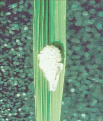 a Fig. 7.2.2. a. Postura de Rupela albinella. b b. Larvas en el interior del tallo La pupa es de color blanca cremosa a marrón claro, se encuentra dentro del tallo de arroz, en un capullo de seda.