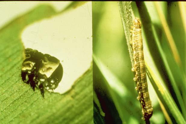 En estudios realizados durante 1989, en condiciones de laboratorio, se determinó que en la variedad IACuba-14, la larva hasta el tercer instar sólo consume el 3.41 % (5.