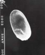 a b c Fig. 5.3.1. Estados de Steneotarsonemus spinki. a. huevo b. larva c. adulto La fecundidad de la hembra es de 30 a 80 huevos durante todo su ciclo, repartidos éstos en 2 a 6 posturas.