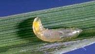 de longitud, durante todo su ciclo. Ya desarrolladas tiene como promedio 2.76 mm de largo y 0.30 mm de ancho. La duración del estado larval es como promedio 9.5 días. (Fig. 6.1.2.) Fig. 6.1.2. Larvas de Hydrellia sp.