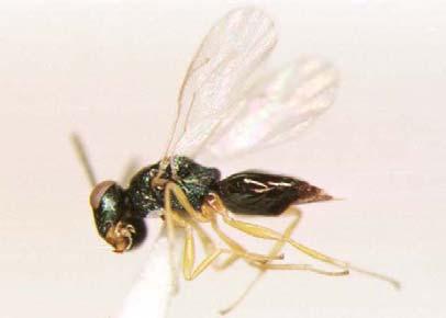 descomposición. Pantoja et al (1997) señalan que el adulto de H. wirthi es una mosca negra de alas translúcidas, de 2 a 3 mm de largo y 3 a 4 mm de envergadura alar.
