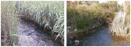 El río Argos presenta una calidad de vegetación de ribera que evoluciona de Buena a Intermedia, tal y como se describe a continuación: - En el río Argos antes de la presa, masa de agua nº