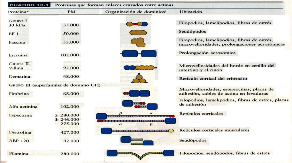 Proteínas que forman enlaces cruzados entre actinas Proteína PM Organización de dominios Ubicación P r o t e í n a Grupo I 30 kda 33,000 EF-1 50,000 Fascina 55,000 Escruina 102,000 Grupo II Villina