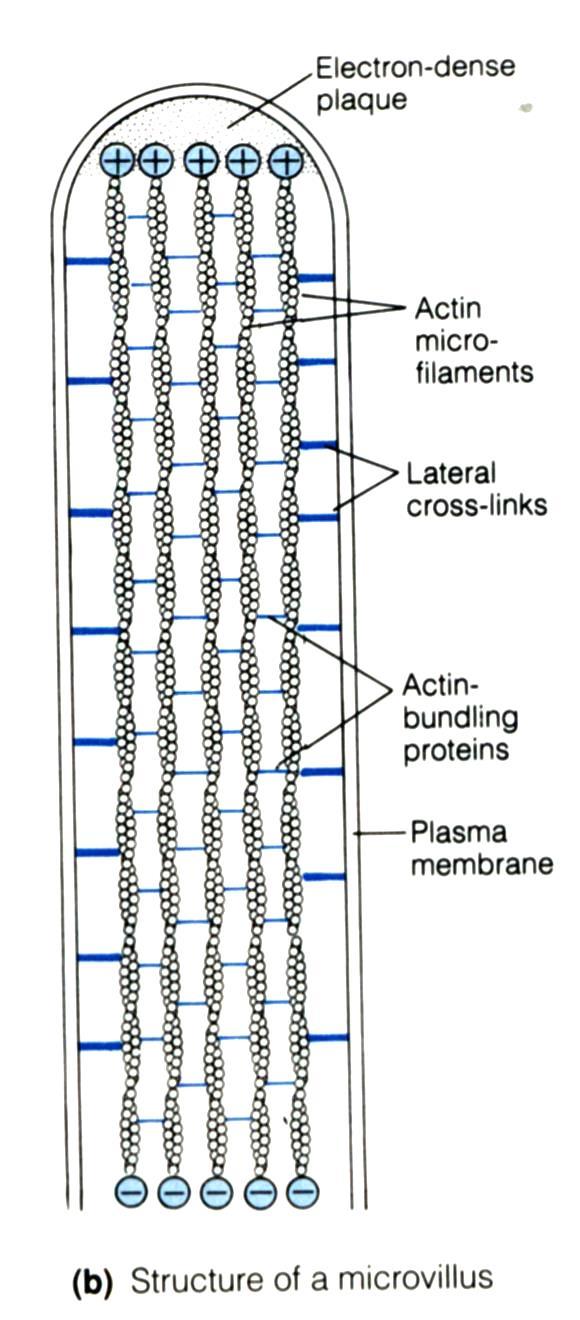 Microvellosidades de célula intestinal Uniones entre membrana y microfilamentos Filamentos de Actina centrales (con enlaces cruzados de fimbrina y villina) Filamentos de Actina (raicillas) miosina I