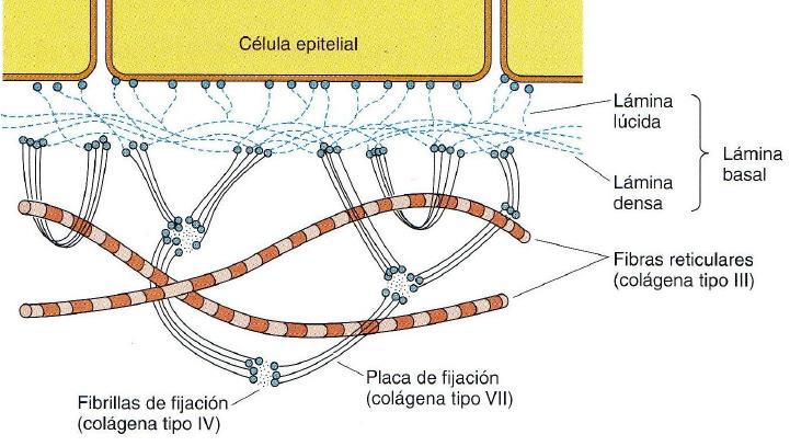 1. La lámina basal, una matriz extracelular similar a una sábana que se encuentra en contacto directo con las superficies de las células epiteliales.