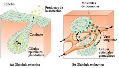 GLÁNDULAS EPITELIALES Se desarrollan como evaginaciones epiteliales hacia el tejido conjuntivo subyacente. Existen dos tipos de glándulas: 1.