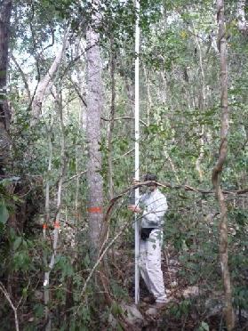 Figura 6. Medición de la altura con una pértiga telescópica para arboles mayores a 10 m. Biomasa menor (diámetro < 2.5 cm) Para estimar la biomasa y el carbono de la vegetación con DN menor a 2.