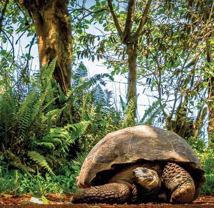 Ecología de tortugas gigantes El Programa Ecológico de